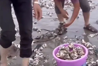 受台风影响 深圳海滩惊现大量生蚝！什么原因？