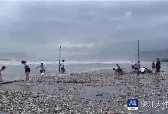 受台风影响 深圳海滩惊现大量生蚝！什么原因？