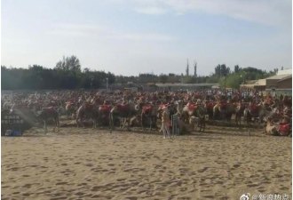 敦煌月牙泉“骆驼大罢工”：每天几万名游客来玩