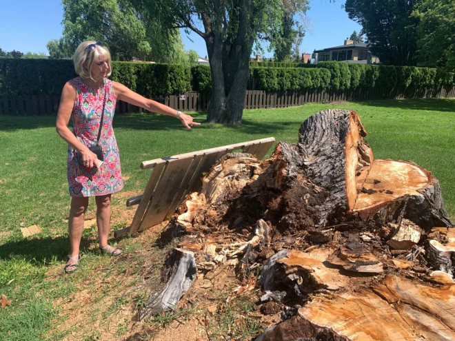 Yvonne Hildebrandt shows Global News the tree that was responsible for badly injuring her son. The mature willow tree has now been entirely chopped down by the City of Kelowna.