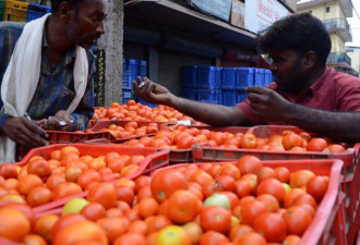 比汽油还贵!印度爆发“西红柿危机”:7天两农民遭谋杀