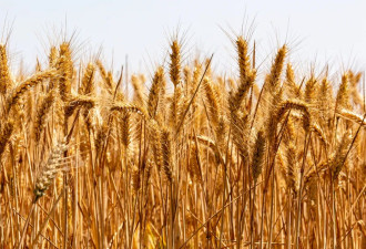 河南小麦遭雨灾减产每亩只赔20,农业险是笑话?