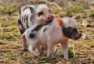 加州要求外州猪肉配合动物福利标准 肉价爆涨2倍多