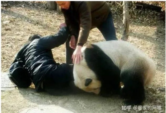 作死男子跳进熊猫馆，打扰熊猫睡觉被咬伤