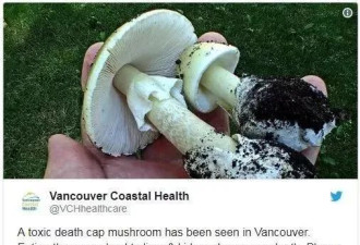 加拿大小孩吃了一小部分有毒蘑菇 剧毒伤肝称为死亡之帽