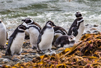 近2000具尸体冲上岸 “麦哲伦企鹅”集体死亡