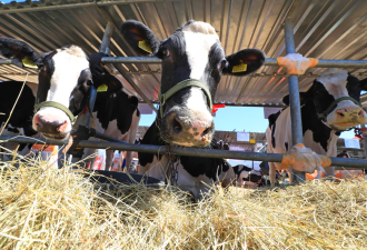 中国乳业遇“寒冬”牧场亏损逾60%被迫杀牛止损