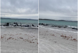 近百头鲸鱼做罕见行为，尸体遍布沙滩