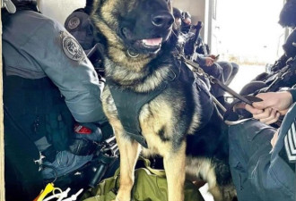 多伦多警方游行哀悼因公殉职警犬
