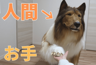 日本男子花巨资把自己变成狗：学吃狗粮 去公园交狗朋友