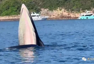 香港海域出现鲸鱼，市民围观惊动港府！