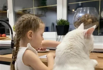 俄罗斯一只猫和4岁儿童一样高 可能世界最大
