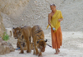 寺庙里乖乖与人合照的老虎 其实被喂了镇静剂