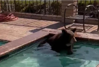 热翻：黑熊闯豪宅泡泳池消暑 警察赶不走