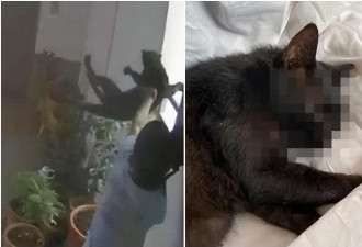 男童22楼抛下猫咪致死 全程被监视器拍下