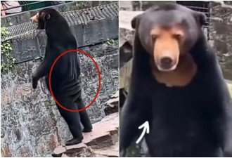 中国动物园黑熊被外国网友质疑是人假扮！官方辟谣