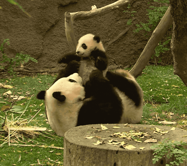 中国动物园黑熊被外国网友质疑是人假扮！官方辟谣