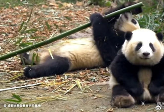 “熊猫界顶流女星”和花现身世大运宣传片
