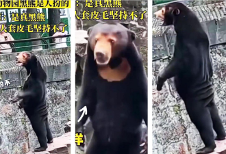 离谱！中国动物园黑熊“人”火出圈了！外国网友也开始疯狂玩梗！