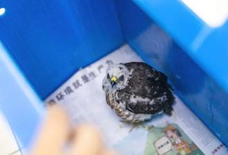 两只猛禽因暴风雨落难 北京市民出手救助