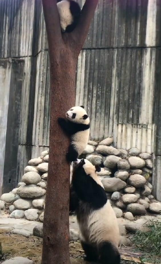 熊猫宝宝爬树,被妈妈拽下来一顿打:我可是国宝!妈妈:谁不是呢_