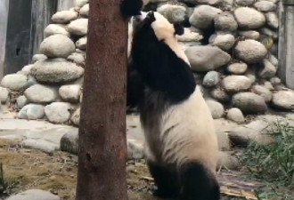 熊猫宝宝爬树，被妈妈拽下来一顿打：我可是国宝！妈妈：谁不是呢