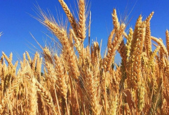 中澳关系再回暖 中国撤销澳大利亚大麦惩罚性关税
