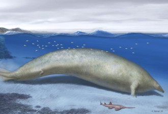史上“最重”动物出土 超越蓝鲸 真面目令人发笑