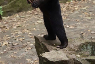 杭州动物园马来熊形似“人穿熊皮”火国外