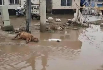 涿州水渐退留满地垃圾、动物尸体