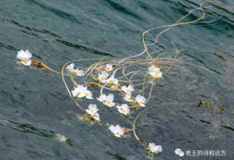 “水性杨花”的泸沽湖 美成什么样子？