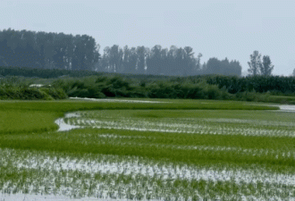 黑龙江、吉林暴雨：被淹没的稻田与失联的村民