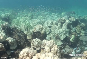 佛州海水温度屡破纪录 珊瑚礁&quot;泡热水浴&quot;集体白化