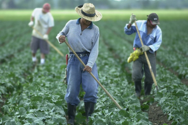 Travailleurs mexicains: les agriculteurs inquiets | La Presse