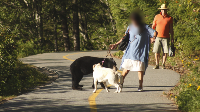 A woman and a dog encounter a juvenile black bear in Whistler, B.C., on Aug. 3, 2023. (Credit: Natalie Wannamaker) 