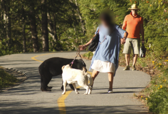 加拿大女子小径遛狗遇到黑熊 不顾路人警告竟做这件事