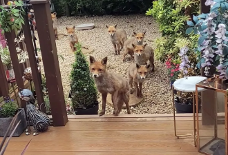 女子在自家花园投喂野生狐狸家族，却…