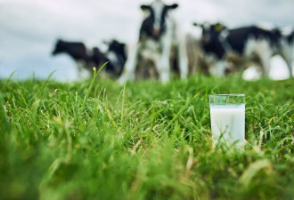 什么时候开始，平价国产牛奶不好喝了？