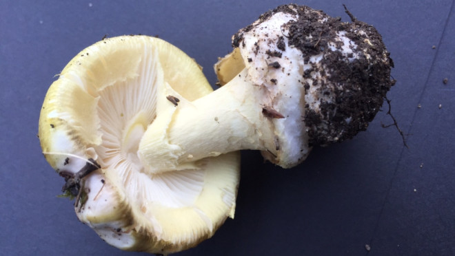 Death cap mushroom