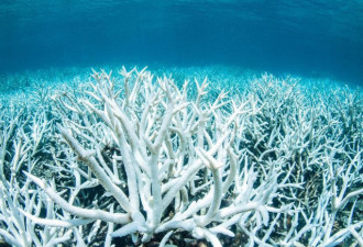 气候变迁、圣婴现象影响 澳洲大堡礁恐陷白化危机