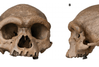 中国发现30万年前人类头骨 不同于任何早期人类