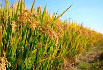 全球大米危机涌现，多国禁止大米出口