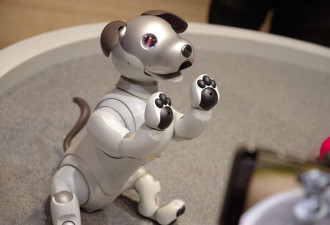 新时代的电子宠物?美国高校开发迷你机器人