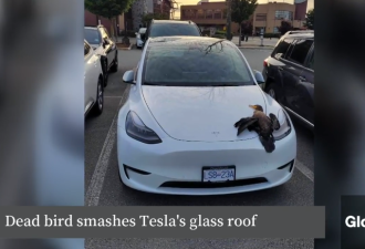 华裔一家出门晚餐惊闻警报：Tesla突然被砸中 车顶全碎了！