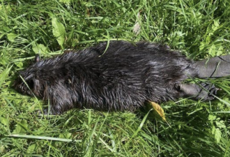 多伦多社区公园惊现疑中毒动物尸体 机构警示水源遭化学污染