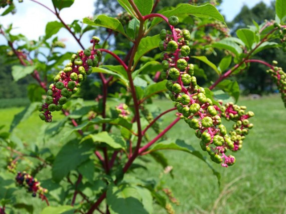 pokeweed