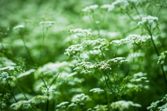 waterhemlock