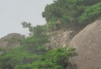 游客在黄山拍到不明野生动物，专家发现
