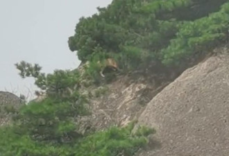 游客在黄山拍到不明野生动物，专家发现