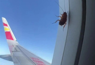 航司回应“蟑螂趴飞机舷窗旅行3000公里”：不影响安全